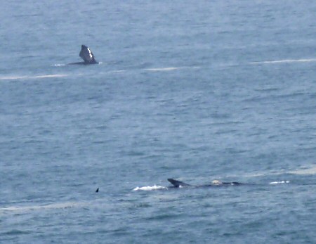 southern right whales