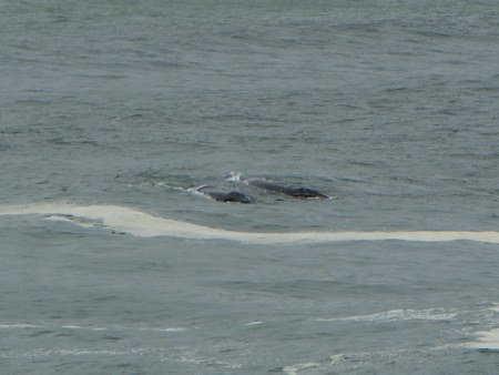 southern right whale