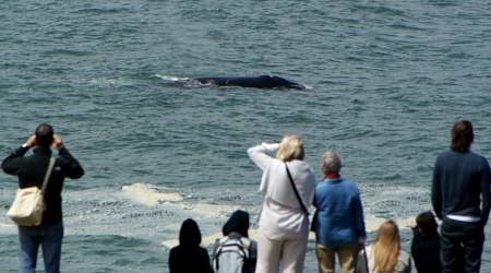 southern right whale