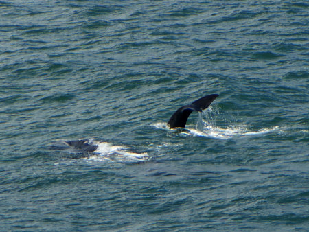 southern right whale