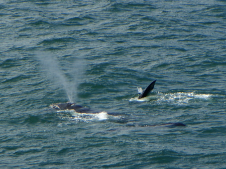 southern right whale