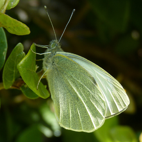 white butterfly