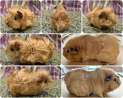 Kendra's custom amigurumi based on PlanetJune patterns