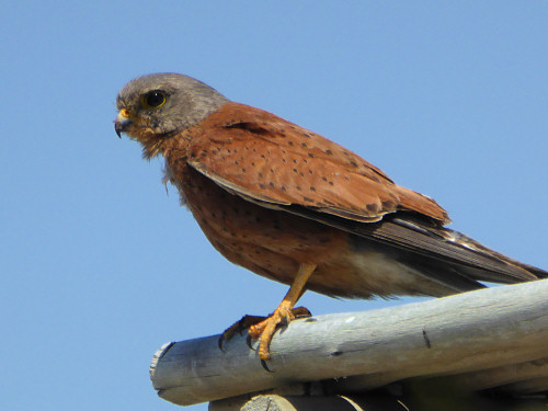 kestrel with glinting eye (by June Gilbank)