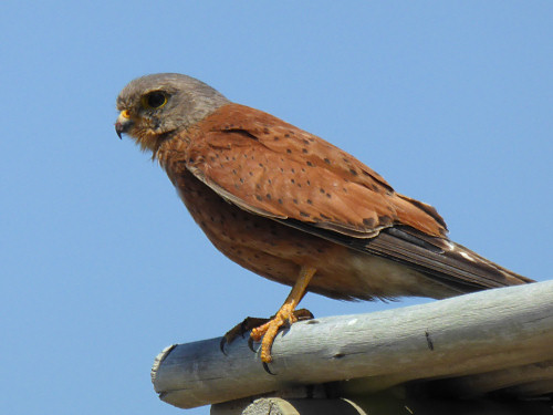 kestrel without glinting eye (by June Gilbank)