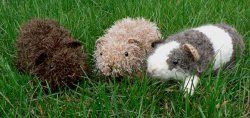 Fuzzy Guinea Pig amigurumi crochet pattern