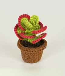 (image for) Succulent Collection 2: FOUR realistic crochet patterns